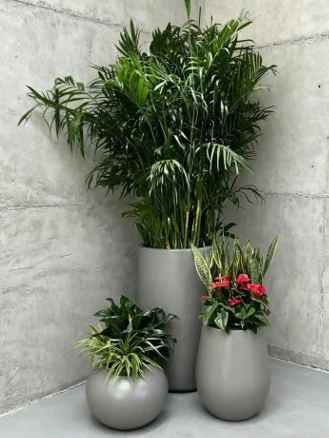 鄞州绿植租摆品牌-奉化绿植租用-北仑绿色植物租用商家-鄞州商务绿植出租